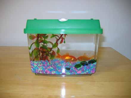 Mini best sale tank fish