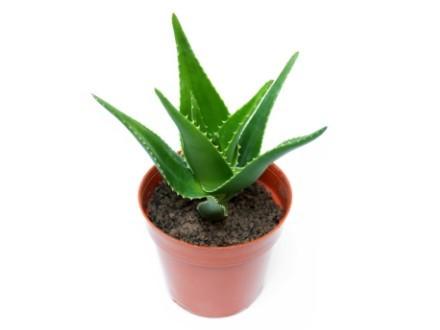 aloe-plants